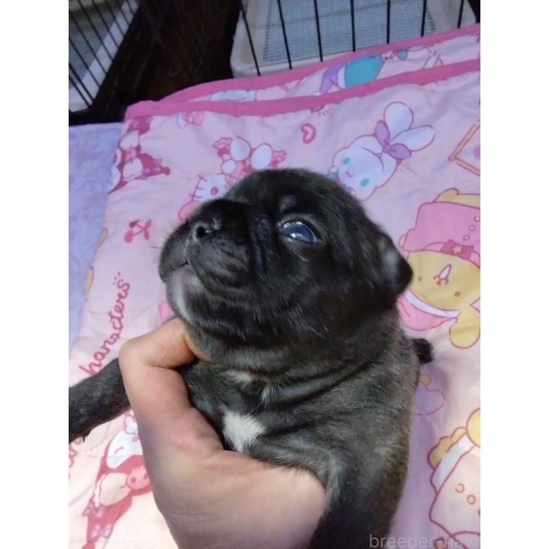 販売中の群馬県のフレンチブルドッグ-427637の6枚目