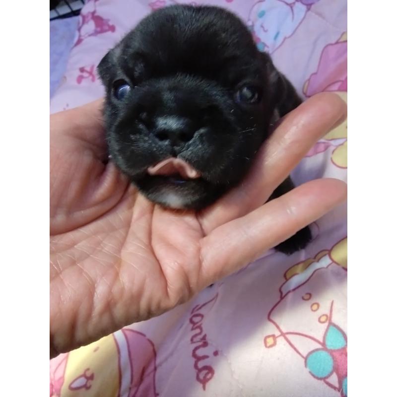 販売中の群馬県のフレンチブルドッグ-427637の5枚目