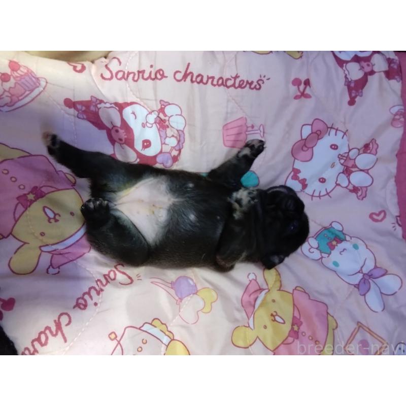 販売中の群馬県のフレンチブルドッグ-427637の4枚目