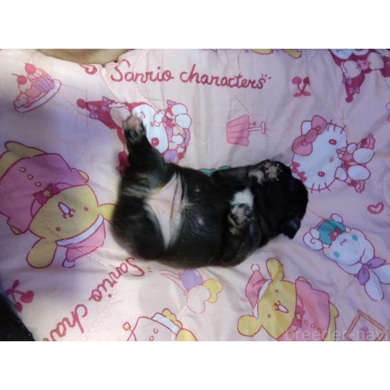 販売中の群馬県のフレンチブルドッグ-427637の2枚目