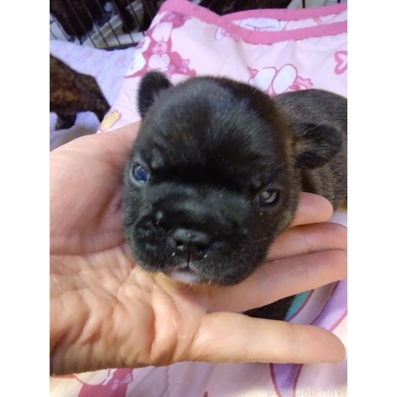 販売中の群馬県のフレンチブルドッグ-427638の5枚目