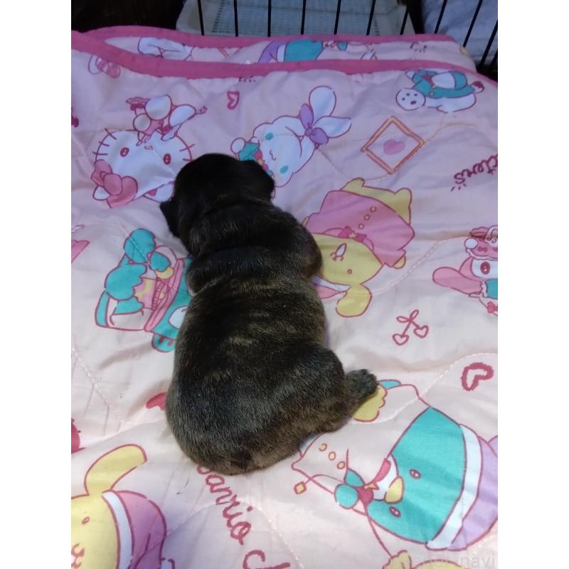 販売中の群馬県のフレンチブルドッグ-427638の3枚目