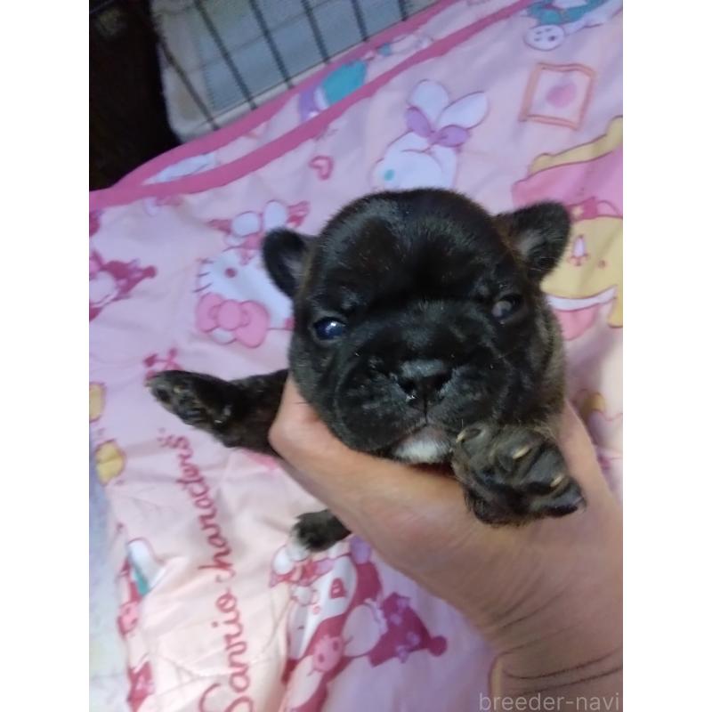 販売中の群馬県のフレンチブルドッグ-427638の2枚目