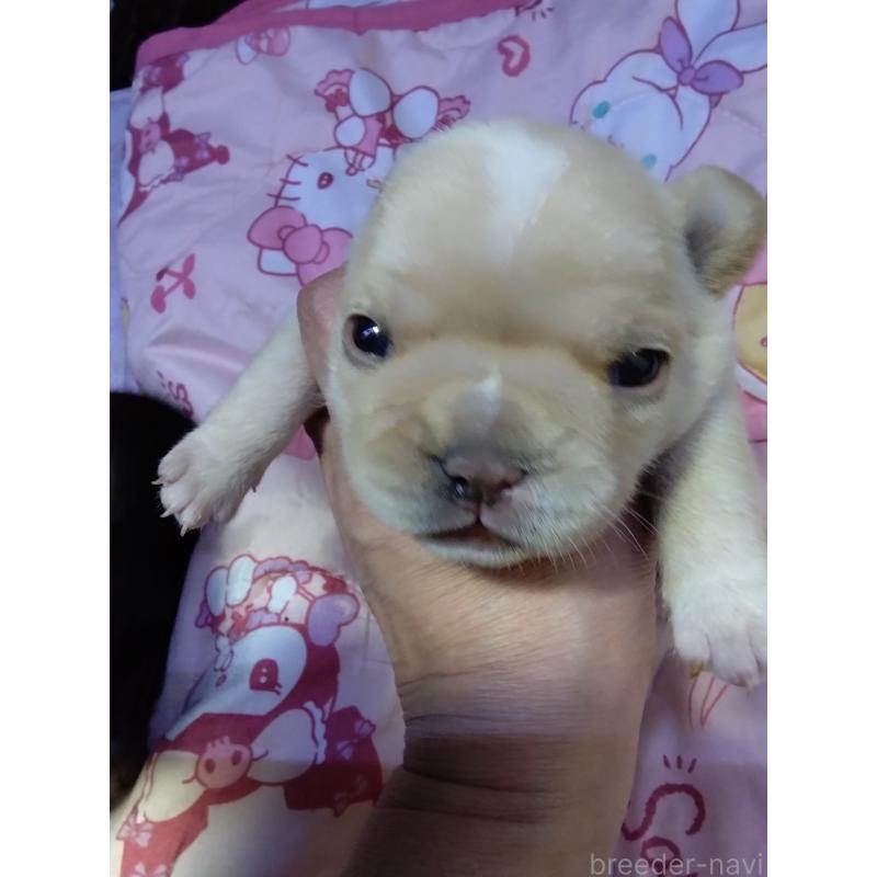 販売中の群馬県のフレンチブルドッグ-427639の5枚目