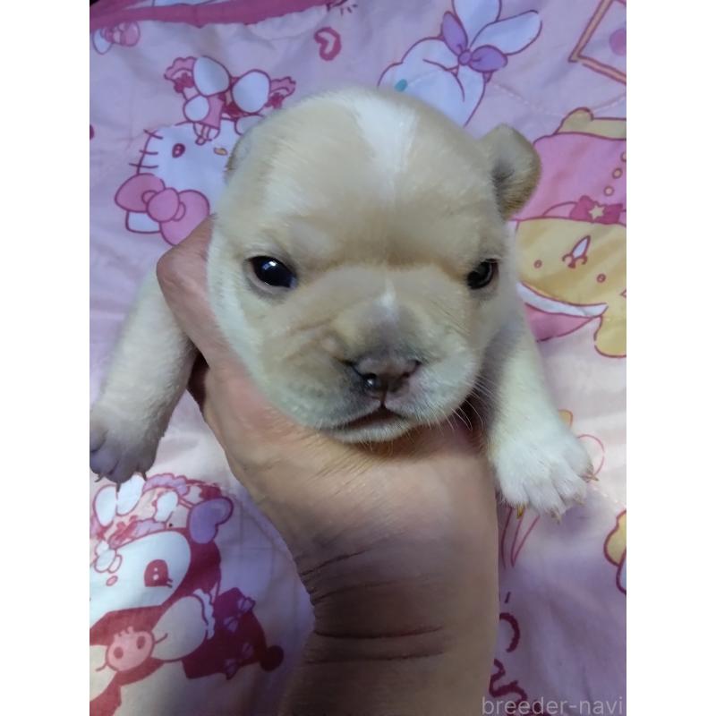 販売中の群馬県のフレンチブルドッグ-427639の4枚目