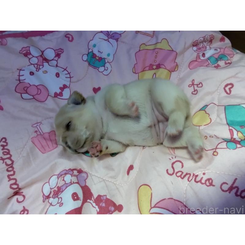 販売中の群馬県のフレンチブルドッグ-427639の3枚目