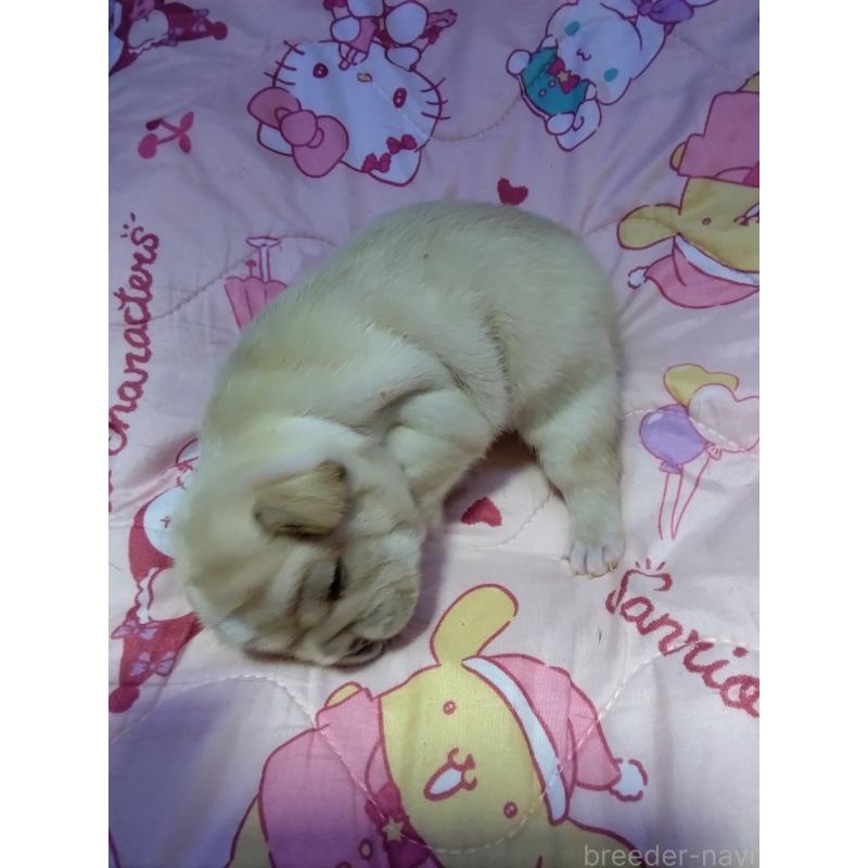 販売中の群馬県のフレンチブルドッグ-427639の2枚目