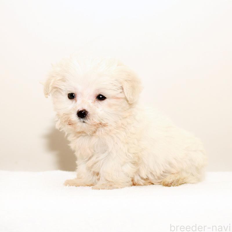 販売中の熊本県のマルプー:マルチーズ×トイプードル-427640の3枚目