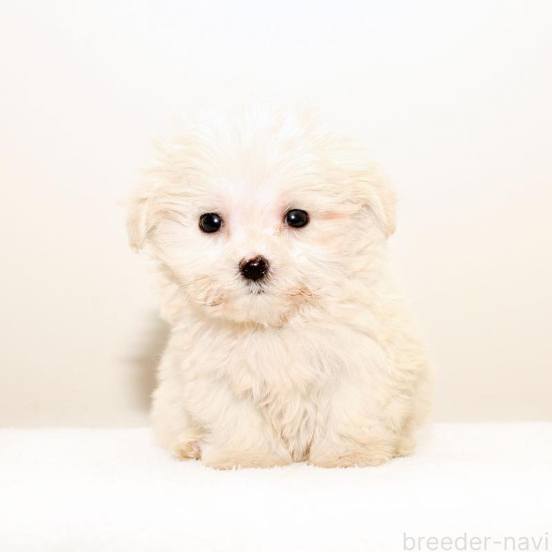 販売中の熊本県のマルプー:マルチーズ×トイプードル-427640の2枚目