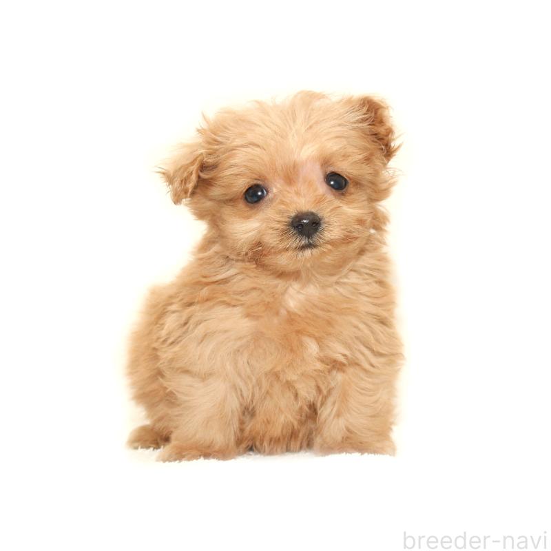 販売中の熊本県のマルプー:マルチーズ×トイプードル-427641の3枚目