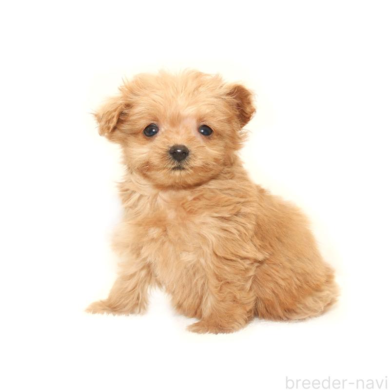 販売中の熊本県のマルプー:マルチーズ×トイプードル-427641の2枚目