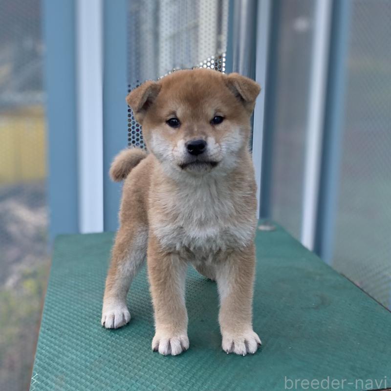 販売中の長野県の柴犬-427642