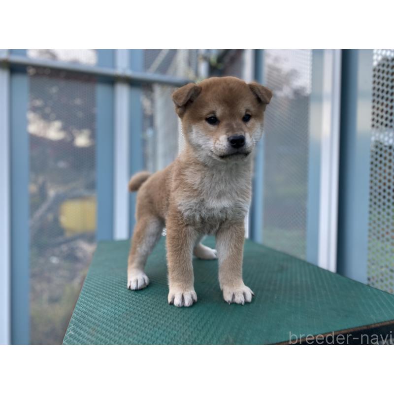 販売中の長野県の柴犬-427642の5枚目