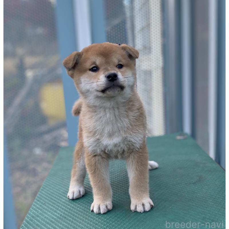 販売中の長野県の柴犬-427642の4枚目