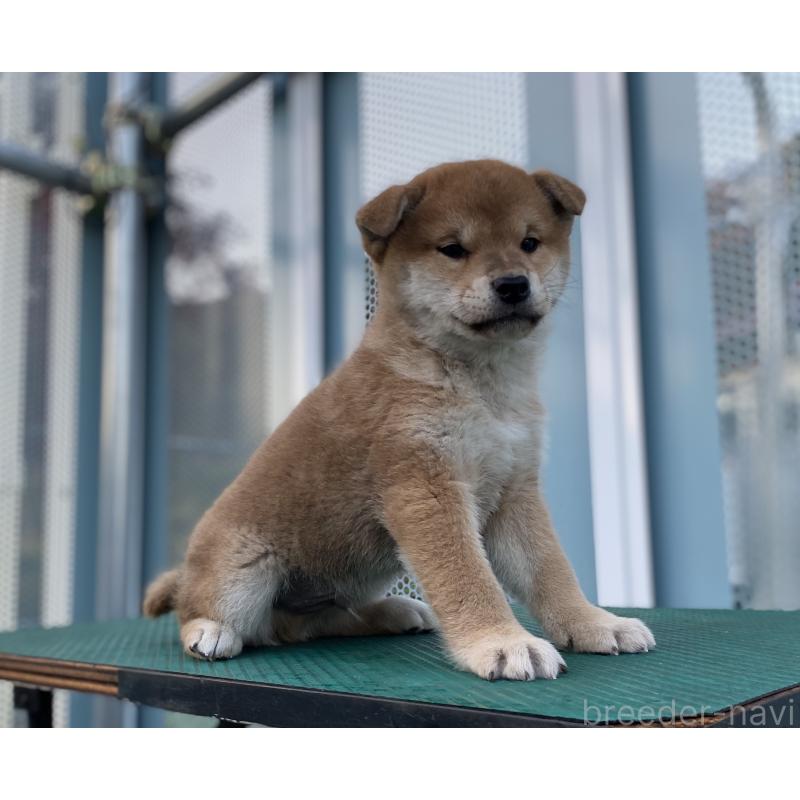 販売中の長野県の柴犬-427642の3枚目