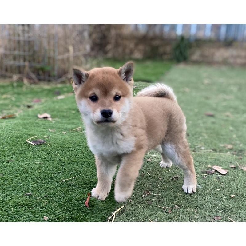 販売中の長野県の柴犬-427643の5枚目