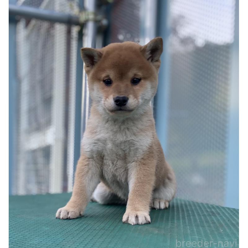 販売中の長野県の柴犬-427643の4枚目