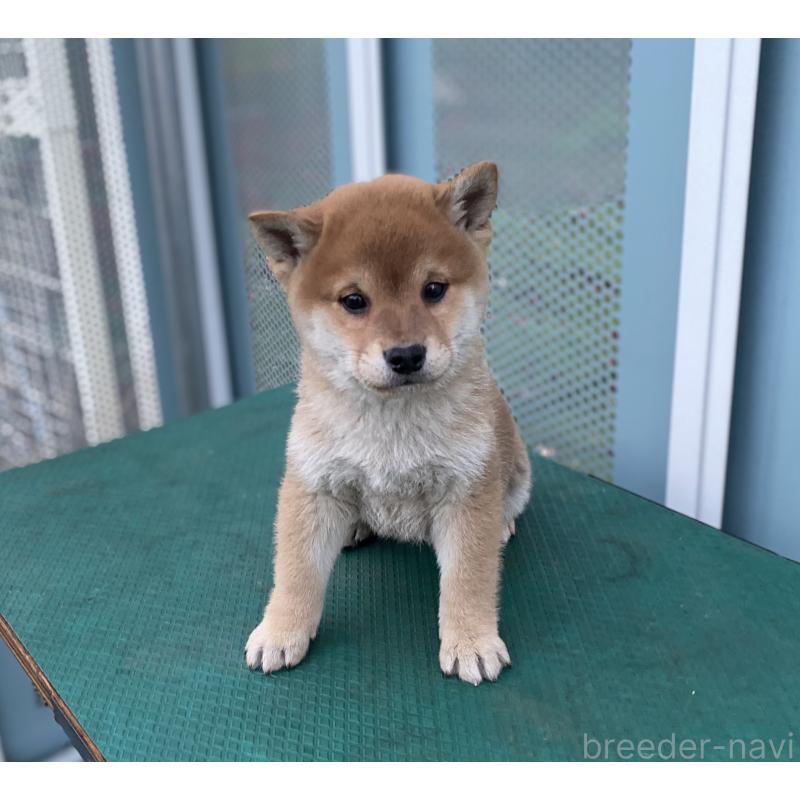 販売中の長野県の柴犬-427643の3枚目