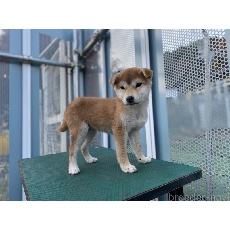 販売中の長野県の柴犬-427644の5枚目