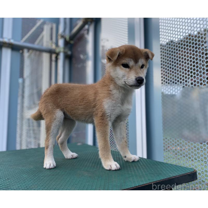 販売中の長野県の柴犬-427644の4枚目