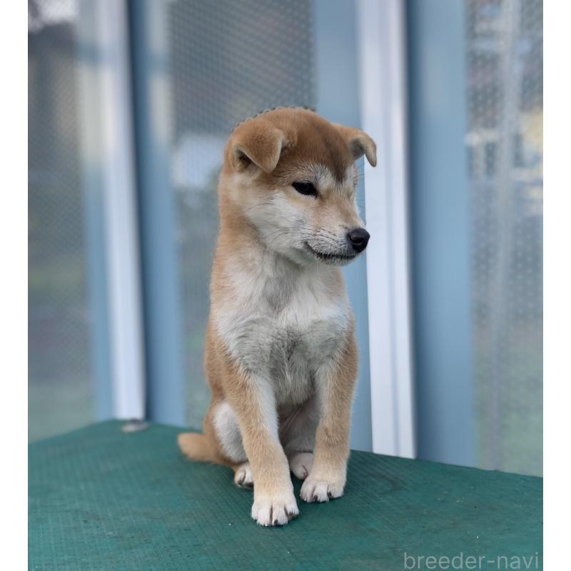 販売中の長野県の柴犬-427644の3枚目