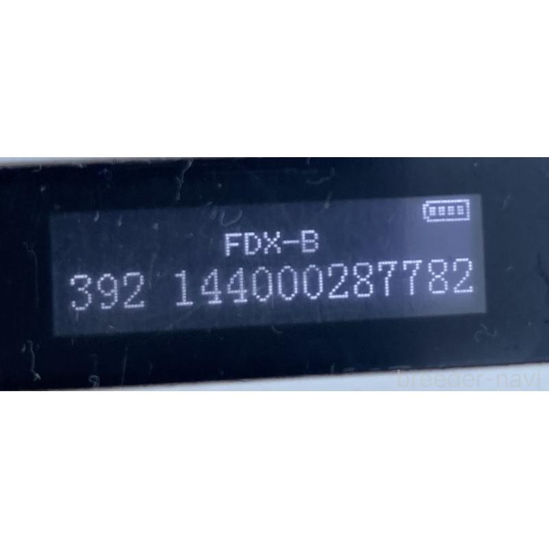 販売中の長野県の柴犬-427644の2枚目