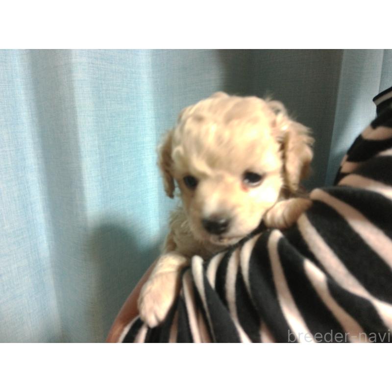 成約済の福岡県のミックス犬-423766の15枚目