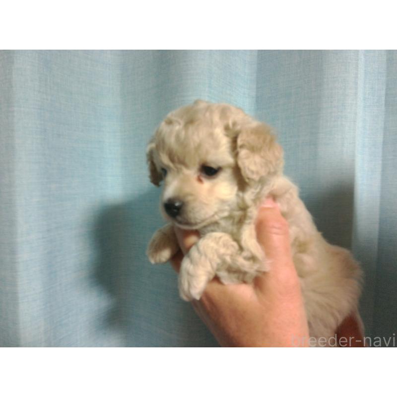 成約済の福岡県のミックス犬-423766の14枚目