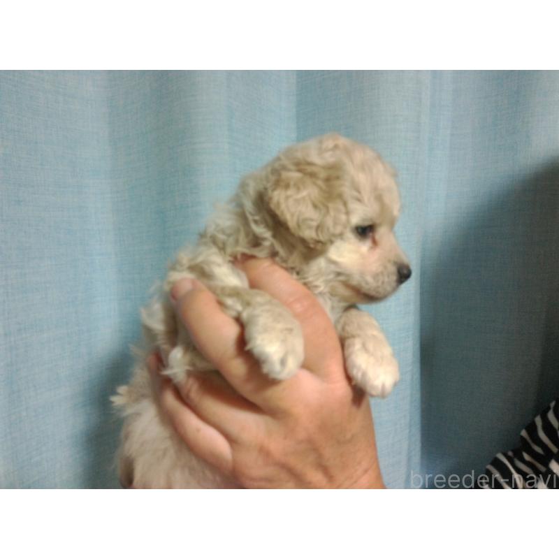 成約済の福岡県のミックス犬-423766の13枚目