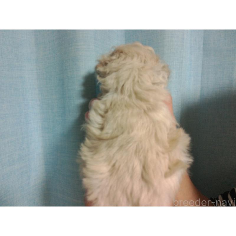 成約済の福岡県のミックス犬-423766の12枚目