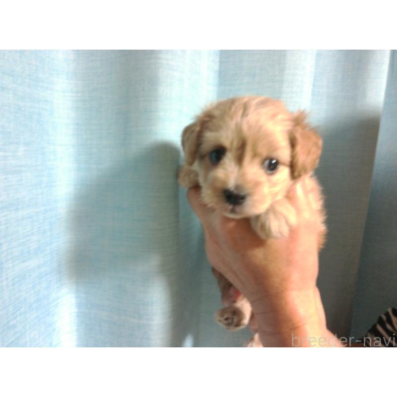 成約済の福岡県のミックス犬-422289の6枚目