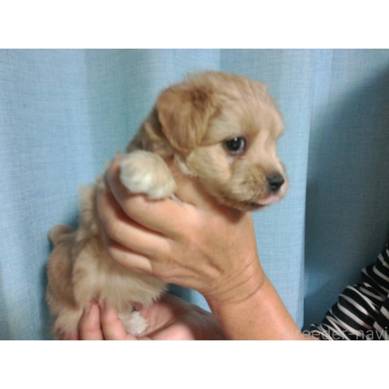 成約済の福岡県のミックス犬-422289の5枚目