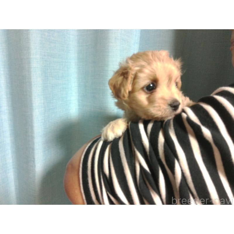 成約済の福岡県のミックス犬-422289の4枚目