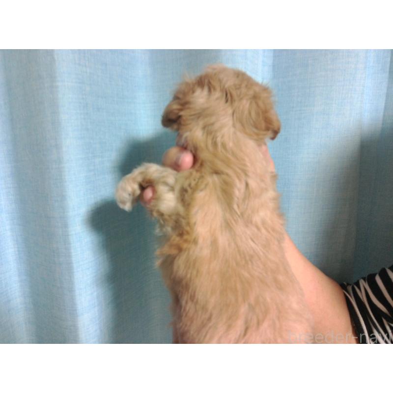 成約済の福岡県のミックス犬-422289の3枚目