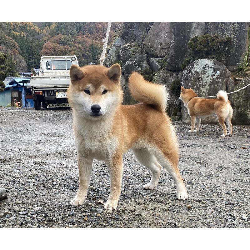 販売中の長野県の柴犬-427645の2枚目