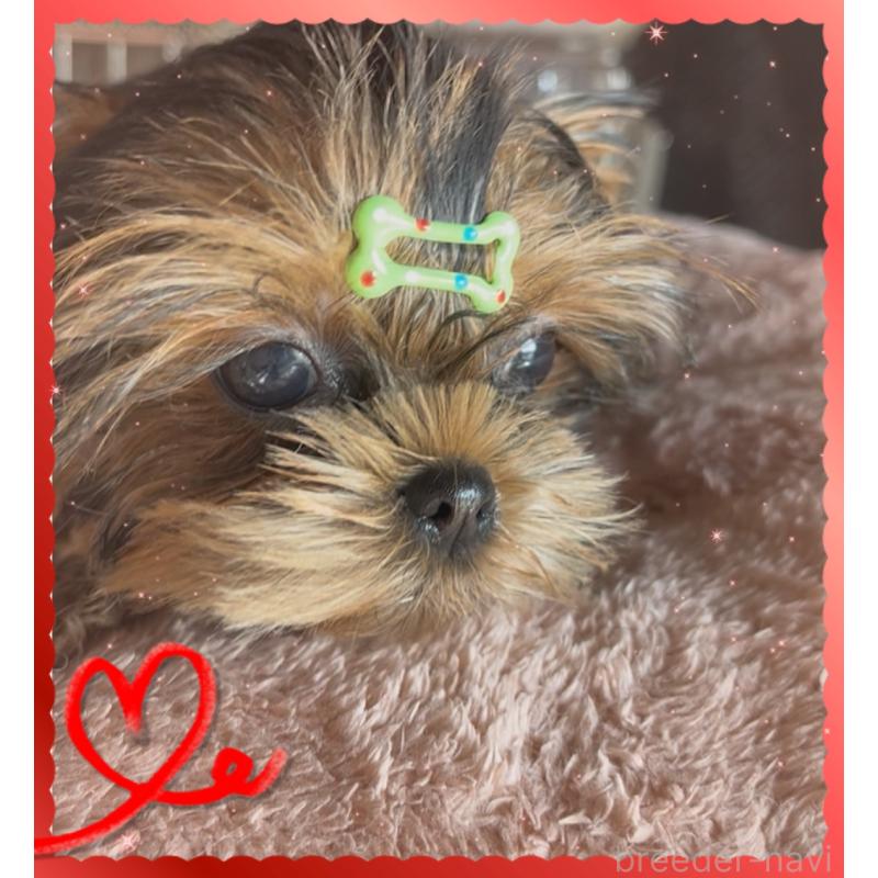 販売中の東京都のヨークシャーテリア-420177の2枚目