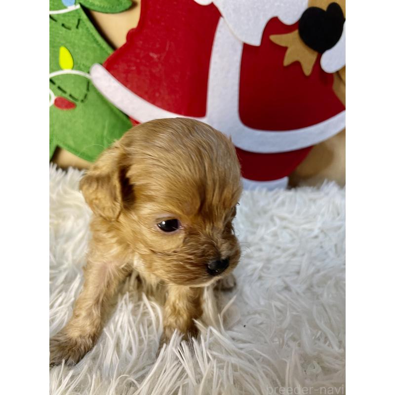 販売中の神奈川県のキャバプー:キャバリア×トイプードル-427646の1枚目