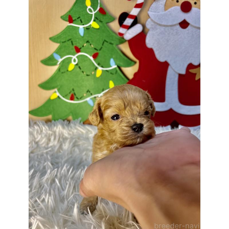 販売中の神奈川県のキャバプー:キャバリア×トイプードル-427646の5枚目