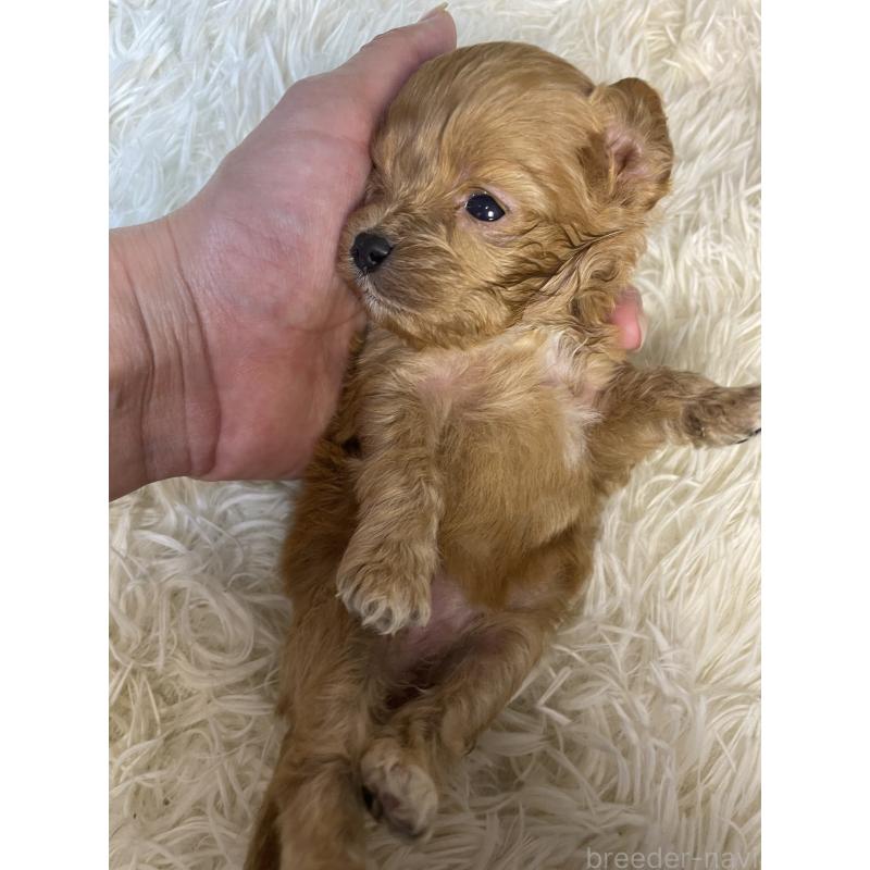 販売中の神奈川県のキャバプー:キャバリア×トイプードル-427646の4枚目