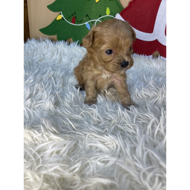 販売中の神奈川県のキャバプー:キャバリア×トイプードル-427646の3枚目