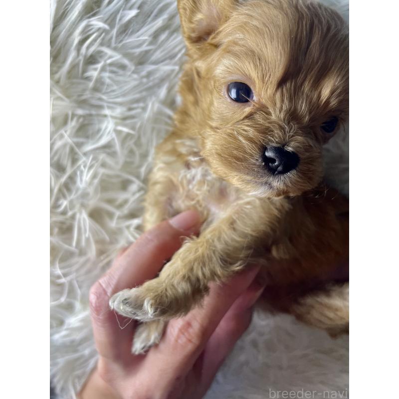 販売中の神奈川県のキャバプー:キャバリア×トイプードル-427646の2枚目