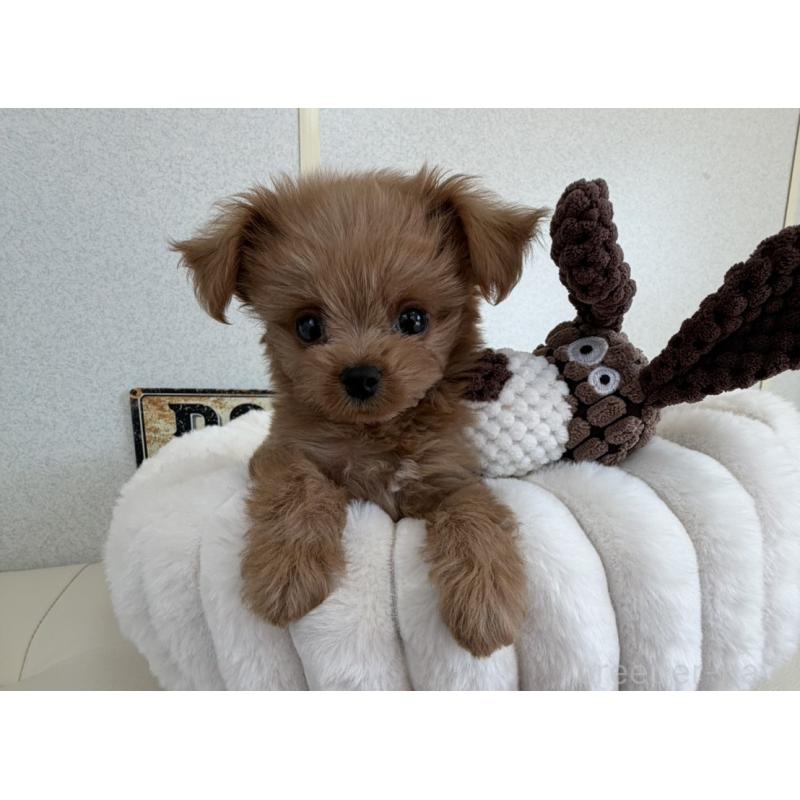 販売中の長崎県のチワプー:チワワ×トイプードル-427647の5枚目