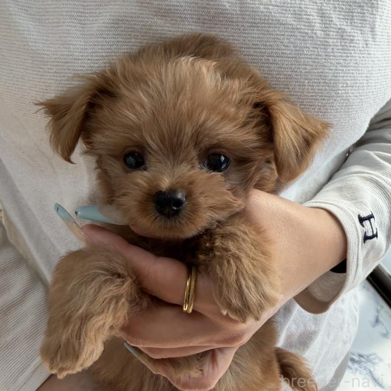 販売中の長崎県のチワプー:チワワ×トイプードル-427647の4枚目