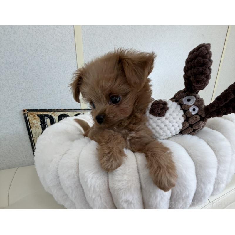 販売中の長崎県のチワプー:チワワ×トイプードル-427647の3枚目