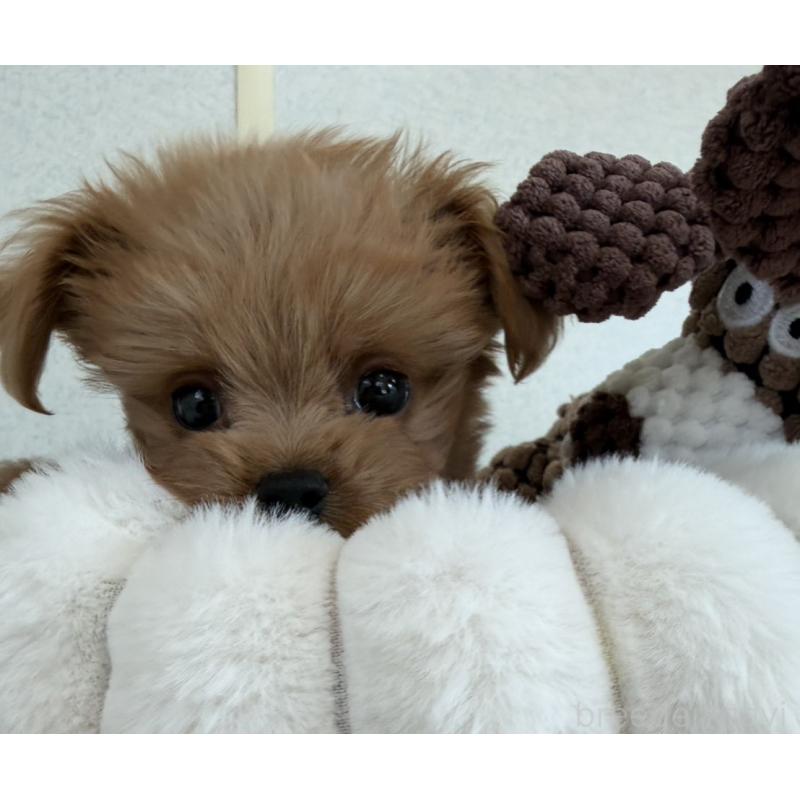 販売中の長崎県のチワプー:チワワ×トイプードル-427647の2枚目