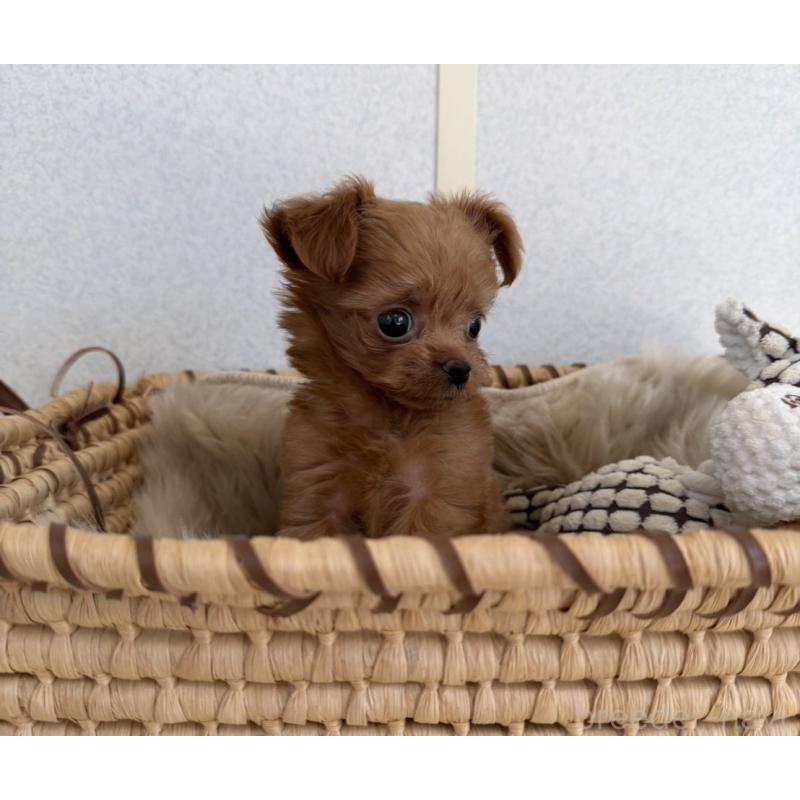 販売中の長崎県のチワプー:チワワ×トイプードル-427648の6枚目