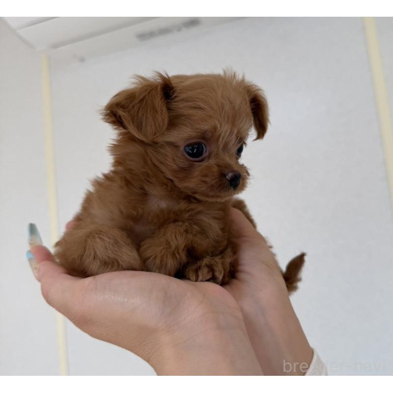 販売中の長崎県のチワプー:チワワ×トイプードル-427648の5枚目