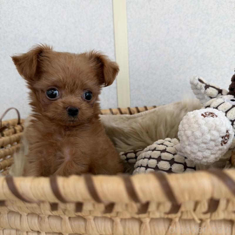 販売中の長崎県のチワプー:チワワ×トイプードル-427648の4枚目