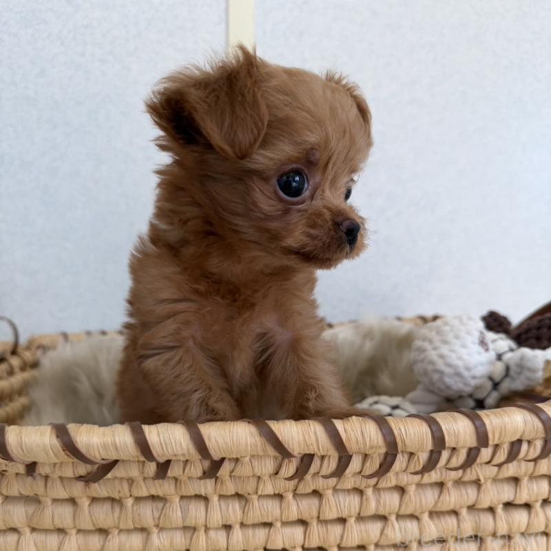 販売中の長崎県のチワプー:チワワ×トイプードル-427648の3枚目