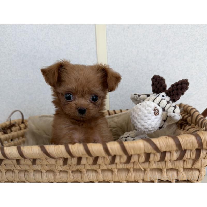 販売中の長崎県のチワプー:チワワ×トイプードル-427648の2枚目